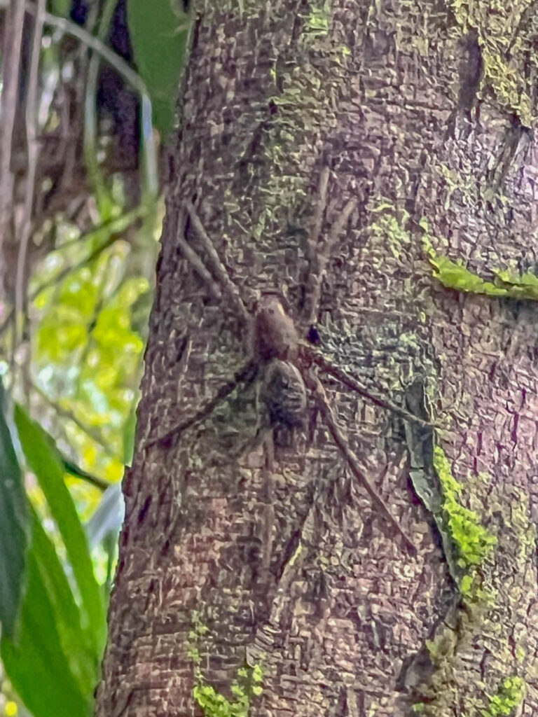 Large spider on a tree next to our canoe