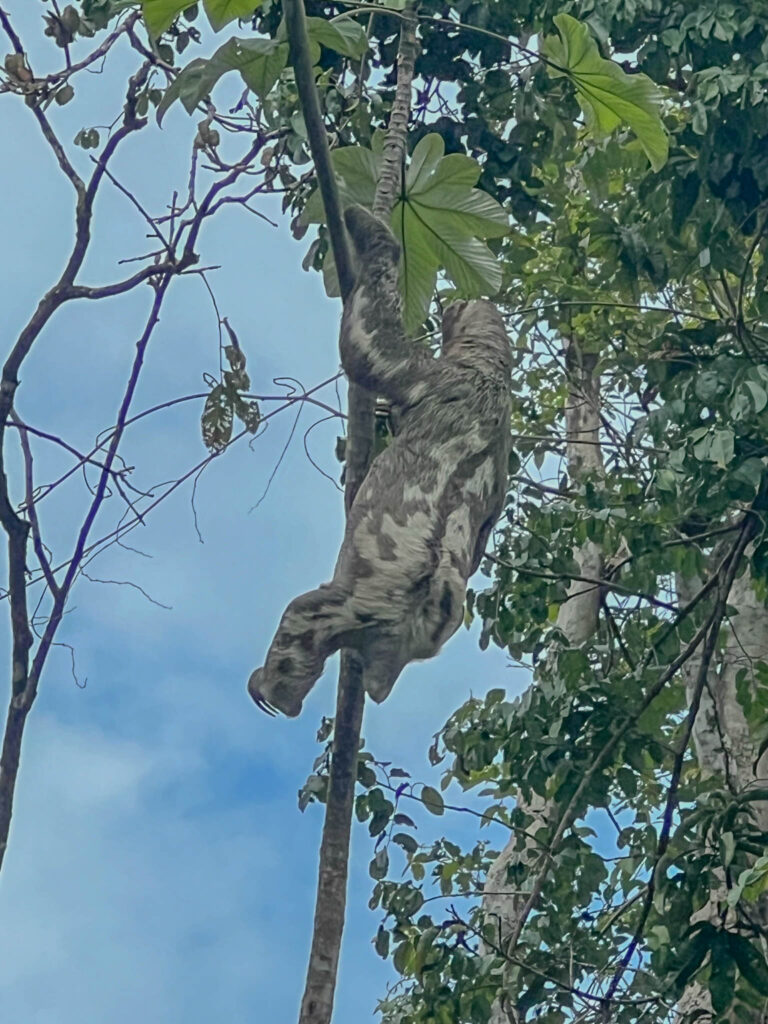 Three-toed sloth with fur that blends in with surrounding tree bark