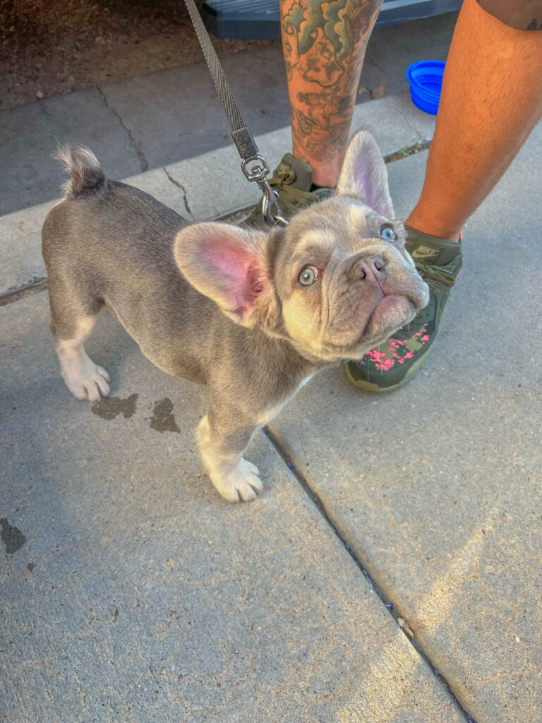 Meeting a rare (and expensive) fluffy French Bulldog owned by someone affiliated with Ozomatli