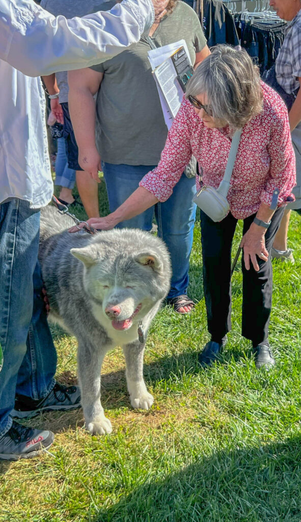 My mom enjoys petting an Akita at the festival