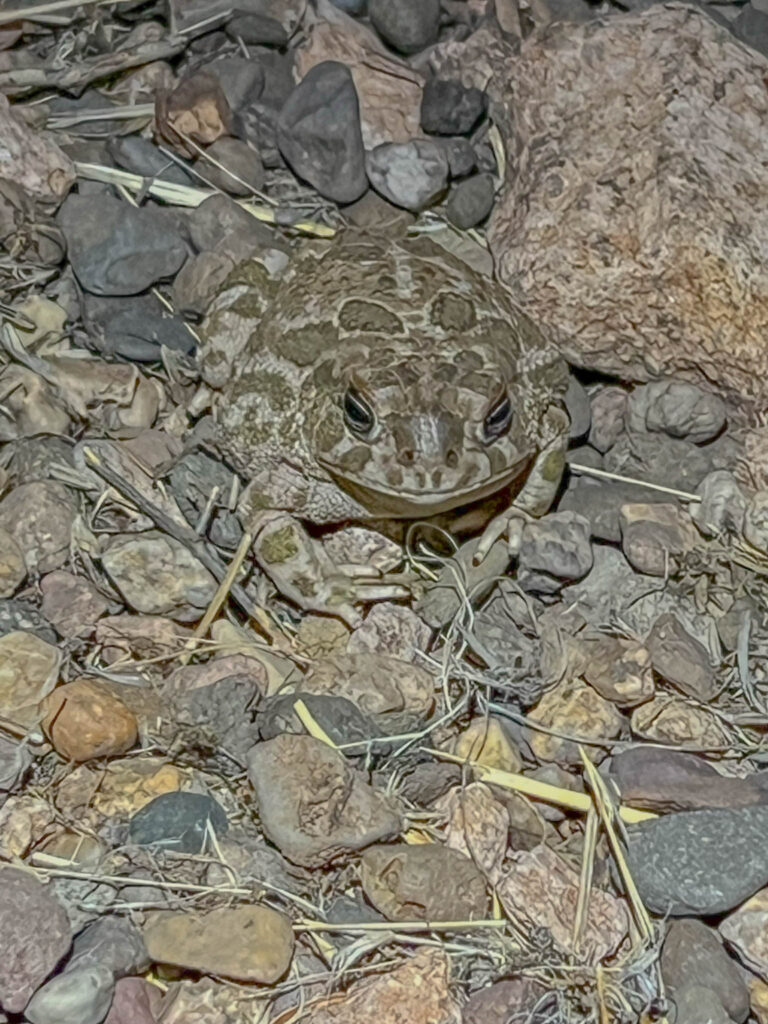 This toad blends in nicely with it's habitat