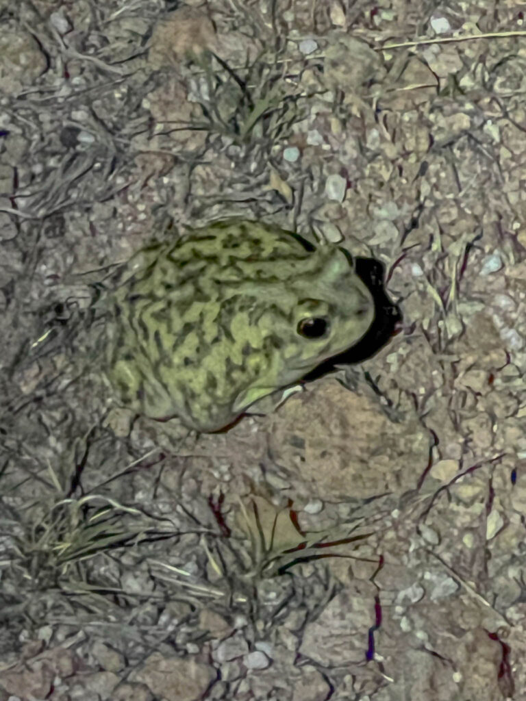 Another Western toad, but this one is green