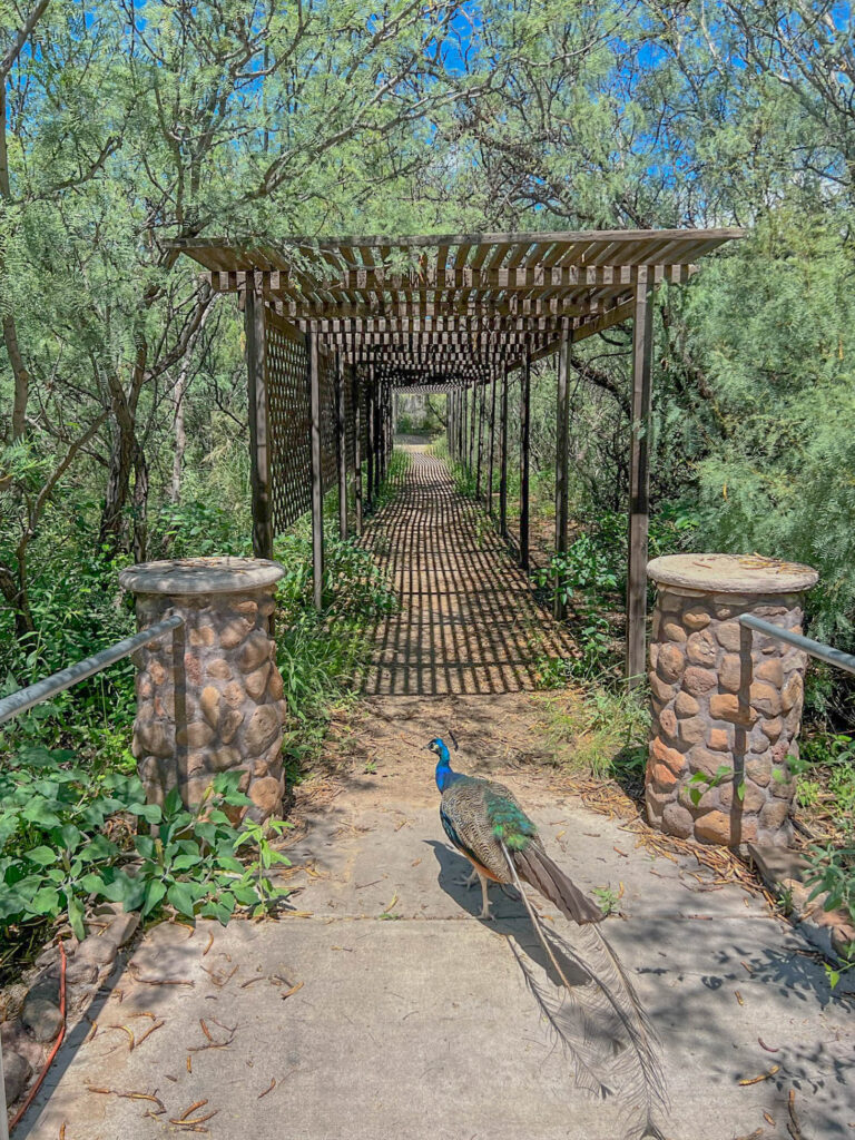 A peacock leads the way through the walkway to the pools