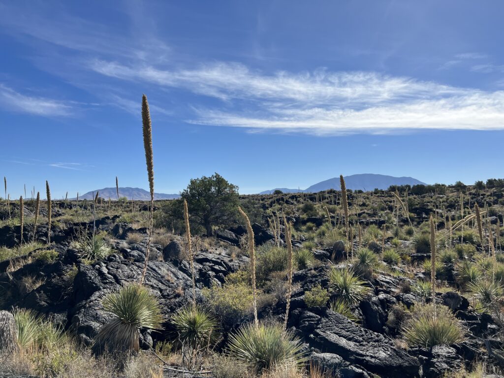 Sotol's tall flowering stalks can be seen in late spring and summer