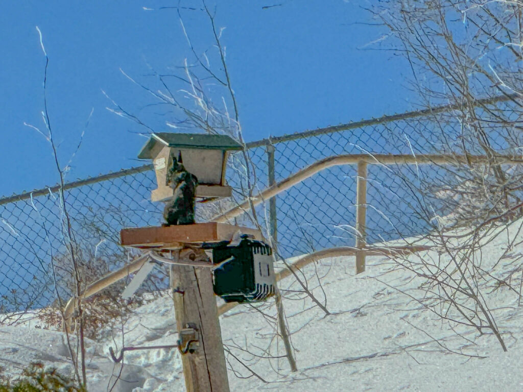 Abert's Squirrel has funny ears and is a regular visitor to the feeder.