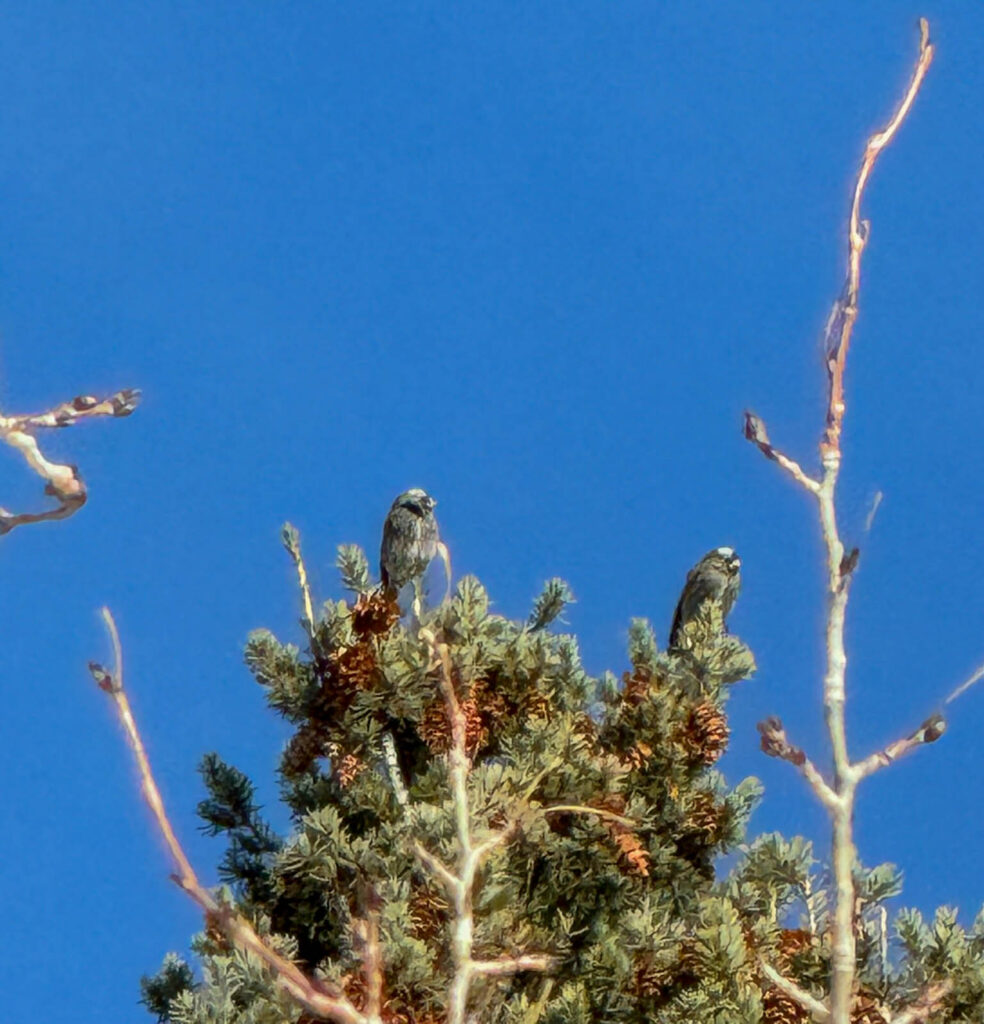 Rosy-finches at the top of a nearby tree