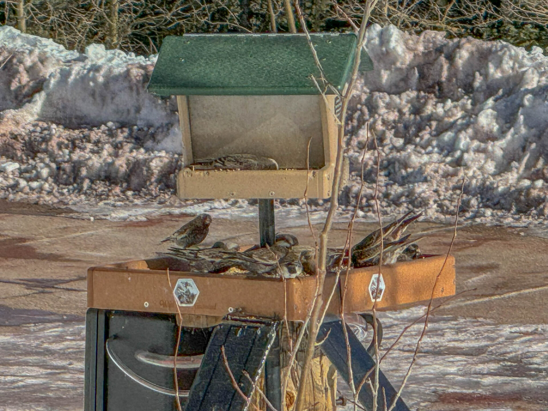 Rosy finches arrive on the feeder