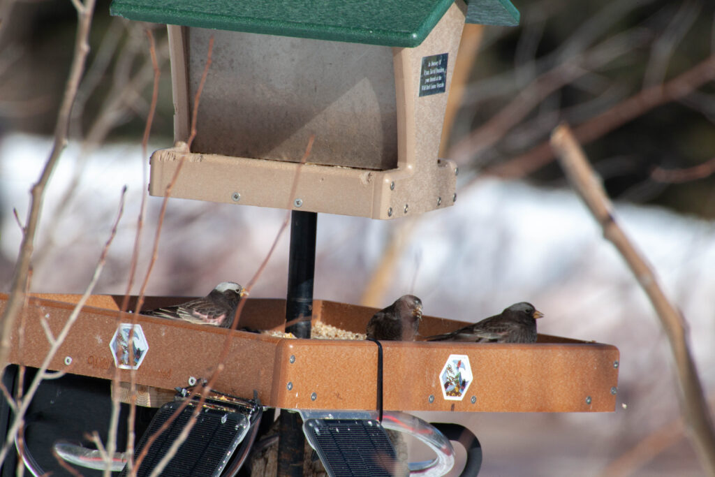 Closer view of some of the rosy-finches