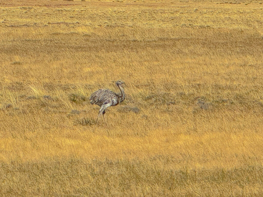 We also saw a few Lesser Rheas along the way to Torres del Paine.