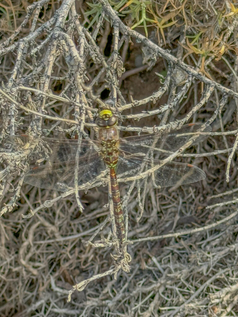 An interesting neotropical darner dragonfly (Rhionaeschna variegata) blends in with the vegetation.