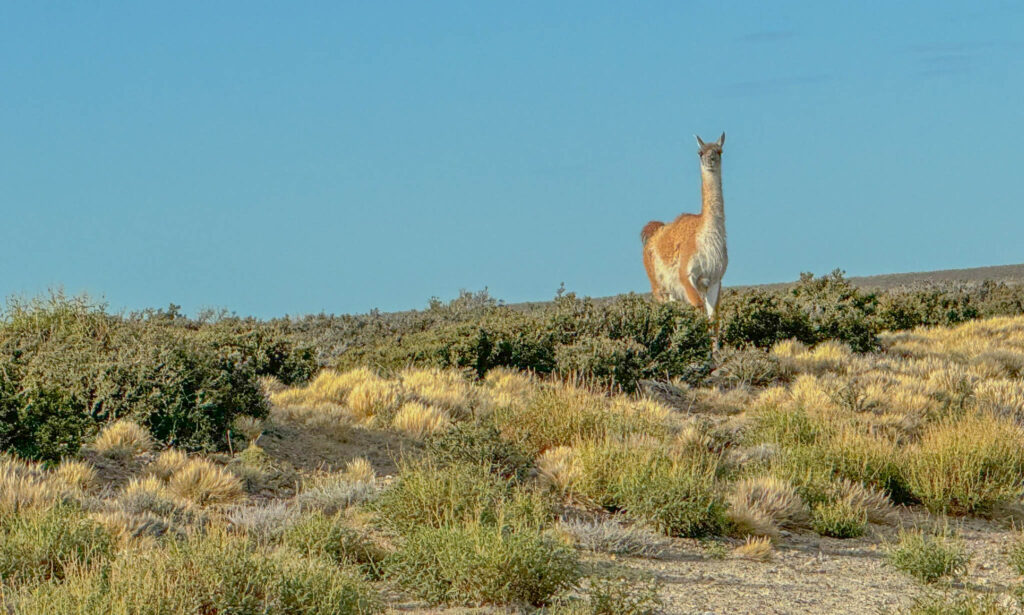 We did see some guanacos along the way too.