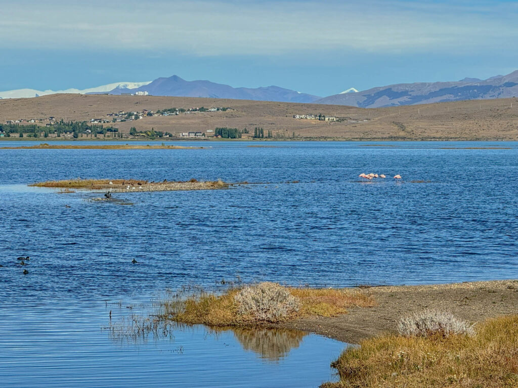 Chilean flamingos hanging out in the distance