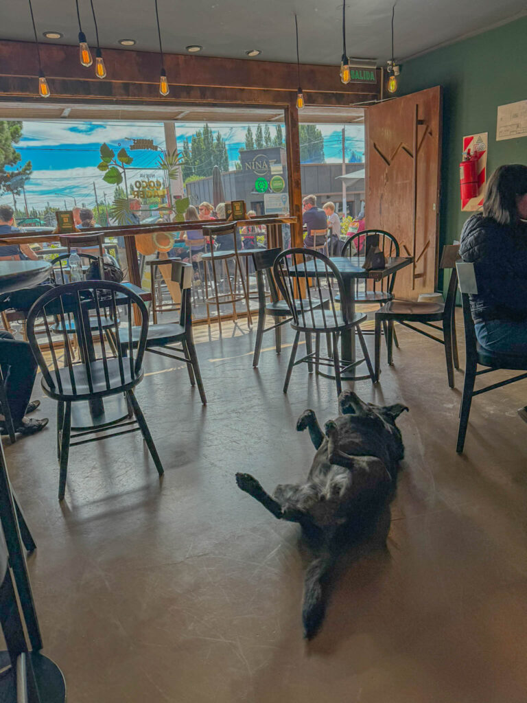 A dog makes himself comfortable during a lull at Patagonia Brewery.