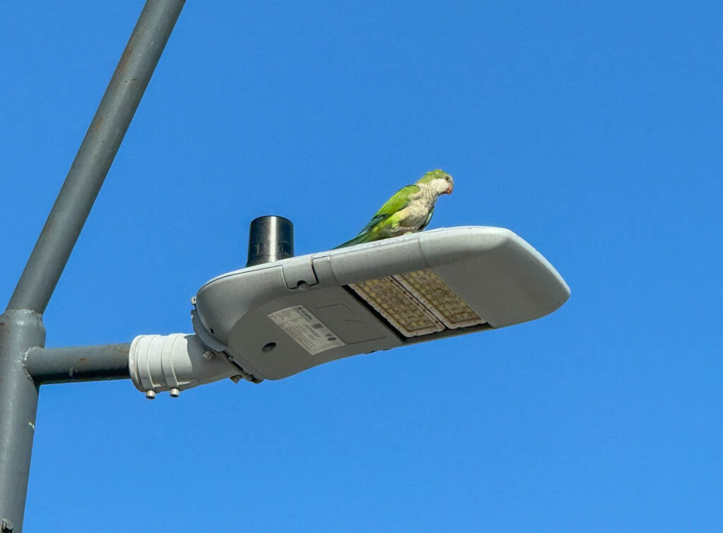 A monk parakeet catches my eye during our walk