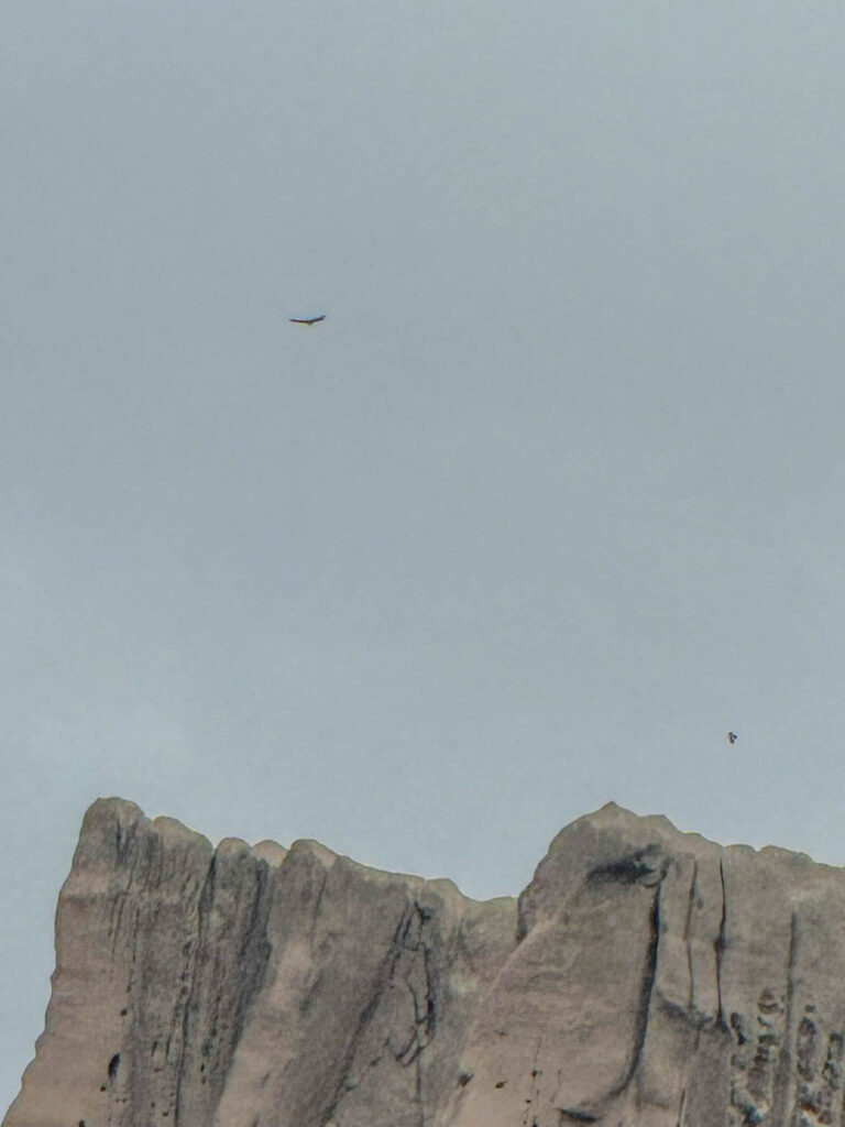 Two andean condors flying above the rock formations.