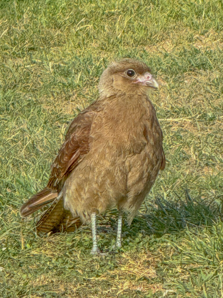 A Chimango Caracara hanging out in the grass of the main square