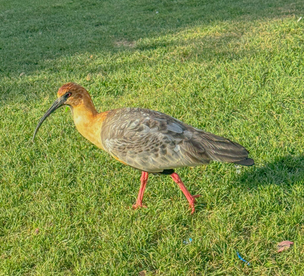... along with some black-faced ibis.