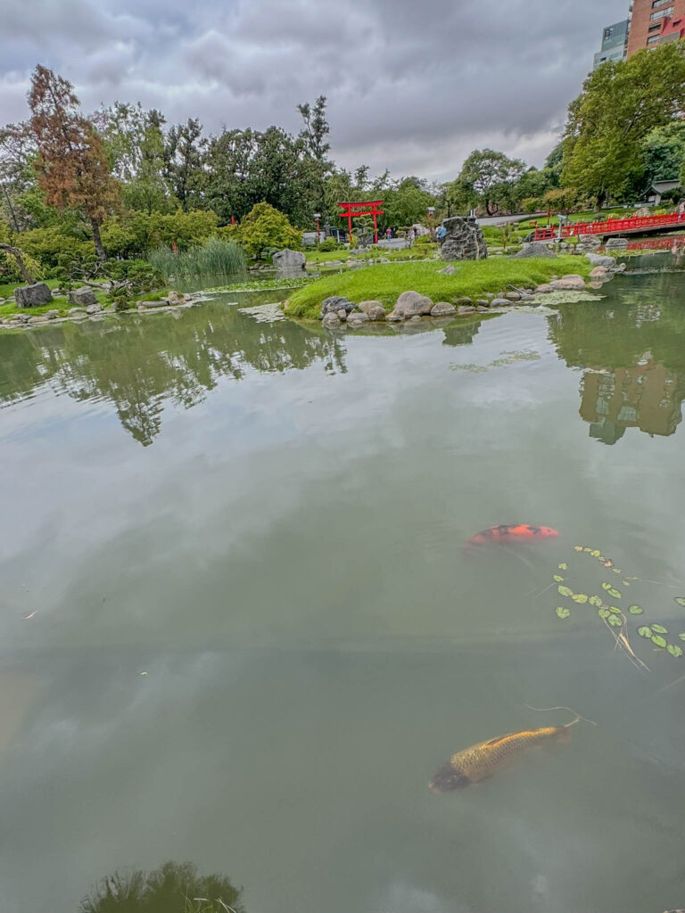 Koi pond