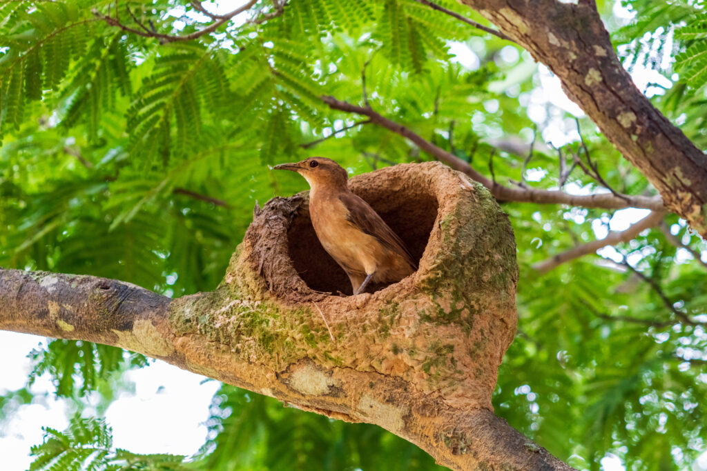 Rufous hornero, aka red ovenbird (Furnarius rufus) and its distinctive "clay oven" or "adobe oven" nest.