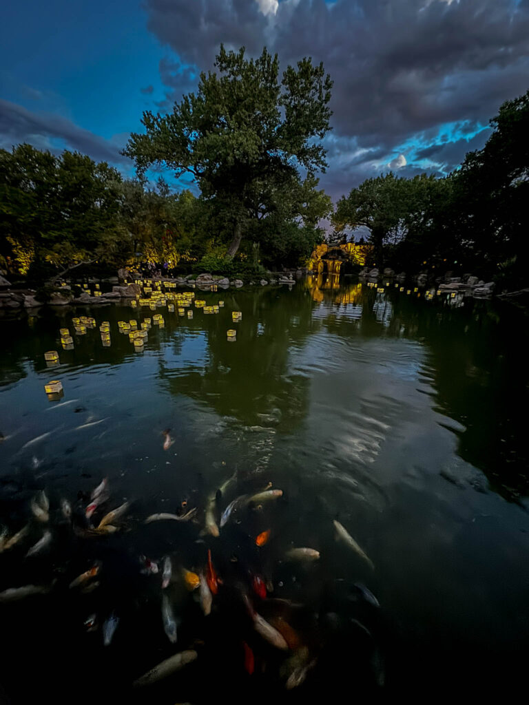 Koi and lanterns at the 2024 Obon Festival.