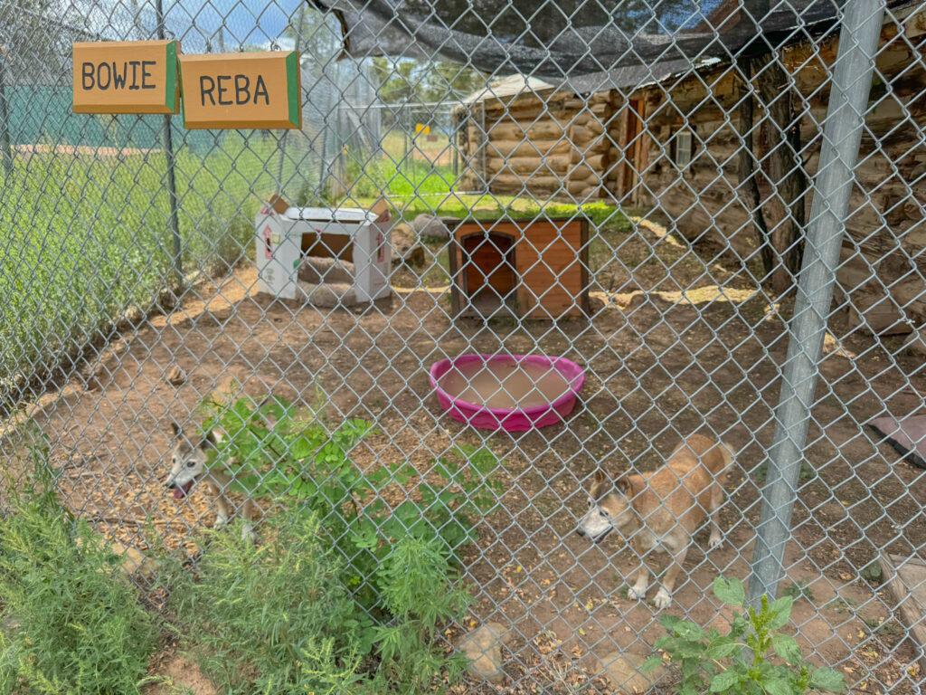 New Guinea singing dogs at Wild Spirit Wolf Sanctuary