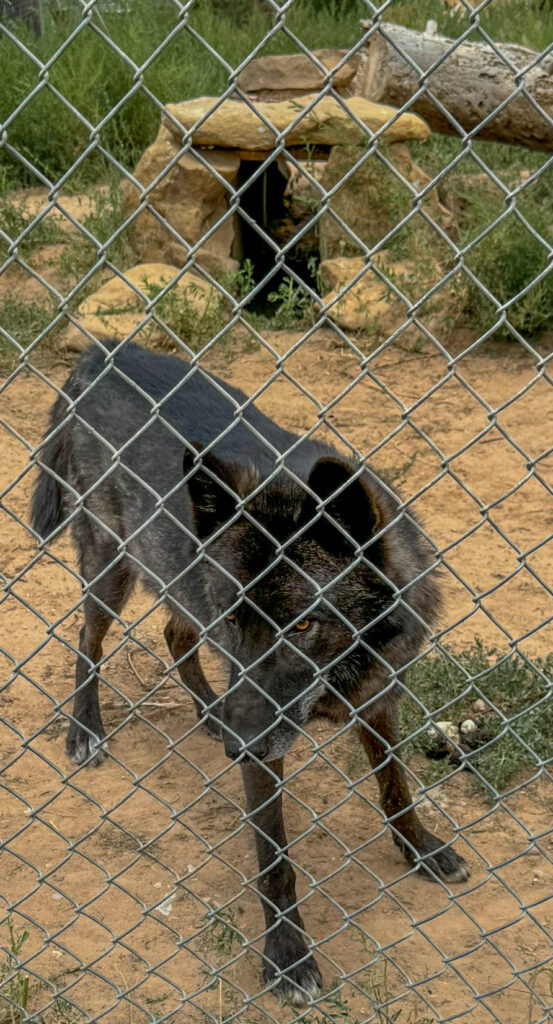 Another one of the  many wolves and wolf dogs at Wild Spirit Wolf Sanctuary.