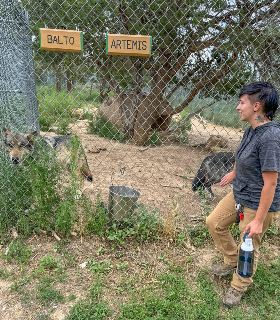 Enjoying a VIP tour with a terrific guide at Wild Spirit Wolf Sanctuary.