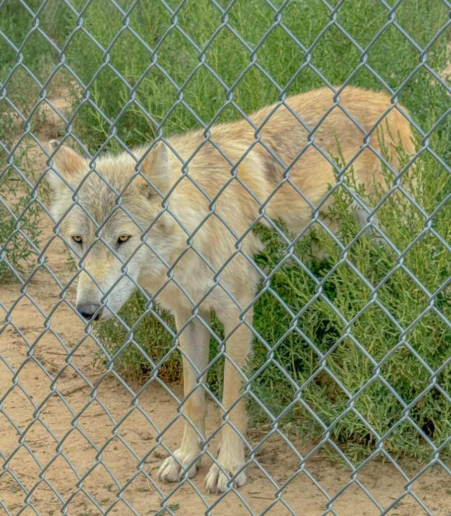 One of the amazing residents of Wild Spirit Wolf Sanctuary