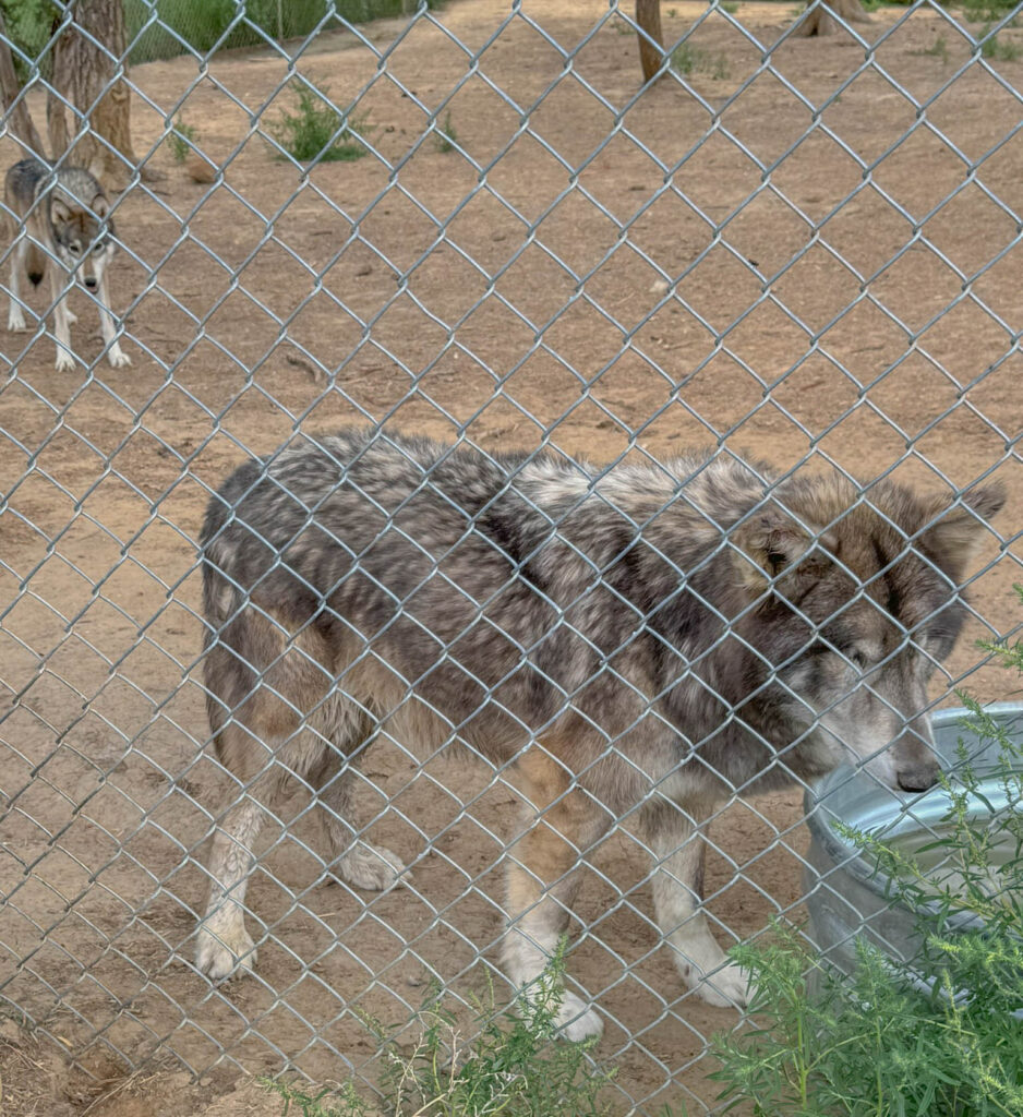 One of the wolf dogs had his eyes removed due to a health issue, but he's happy and well cared far at the sanctuary.  