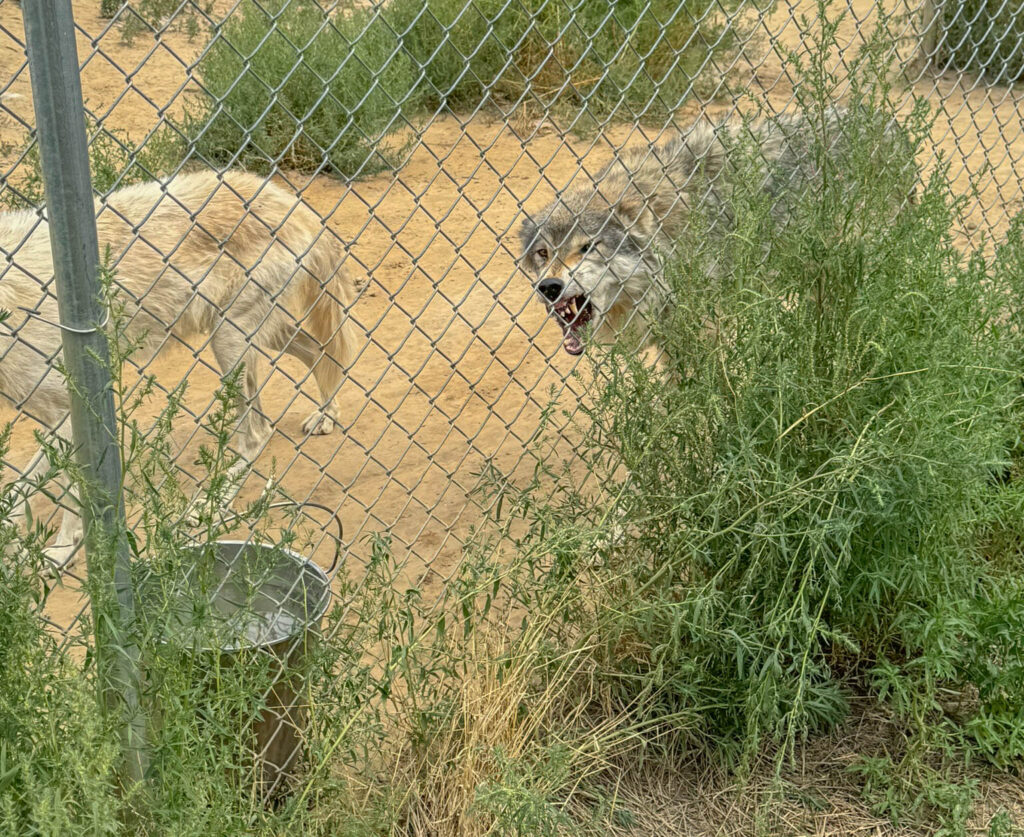 Receiving a not-so-friendly greeting from one of the wolf dogs.