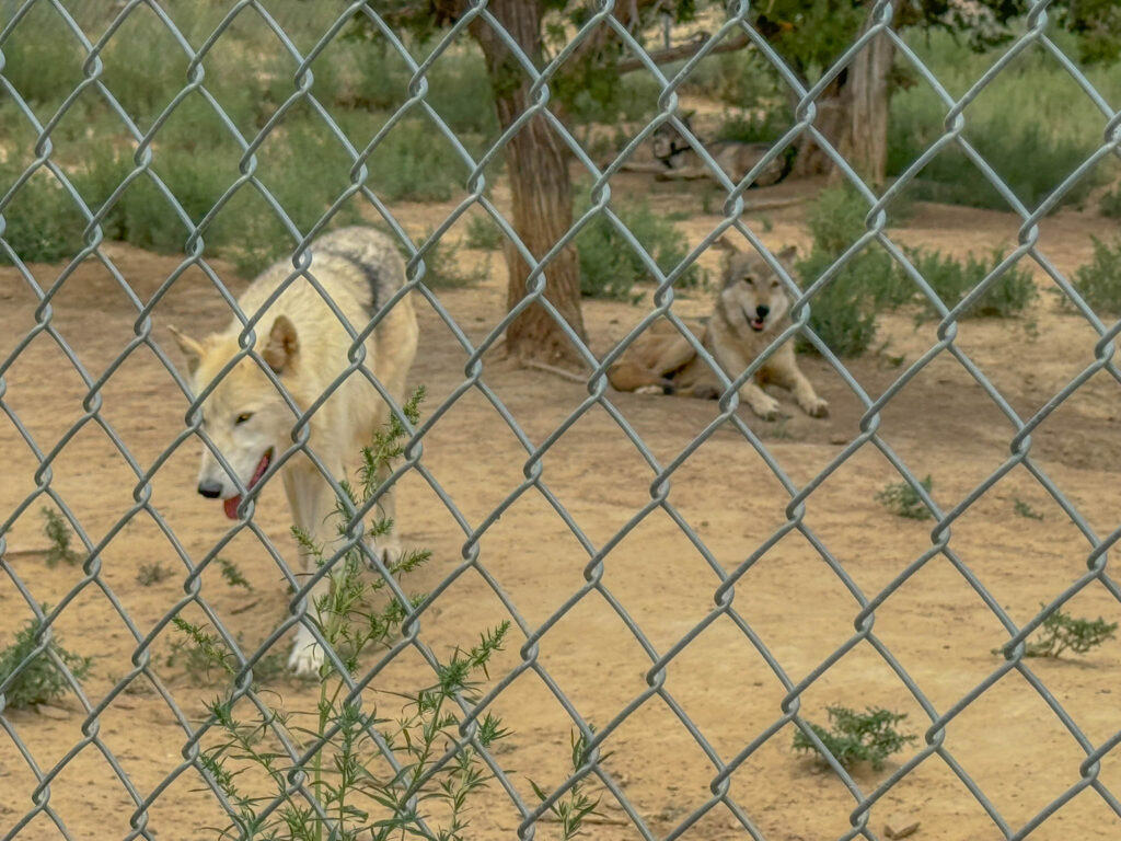 Two more residents at the Wild Spirit Wolf Sanctuary.