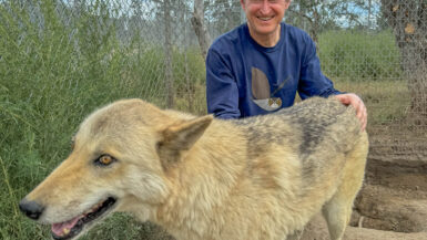 My first opportunity to meet a high content wolf who is receptive to meeting people. Most wolves prefer to keep their distance.