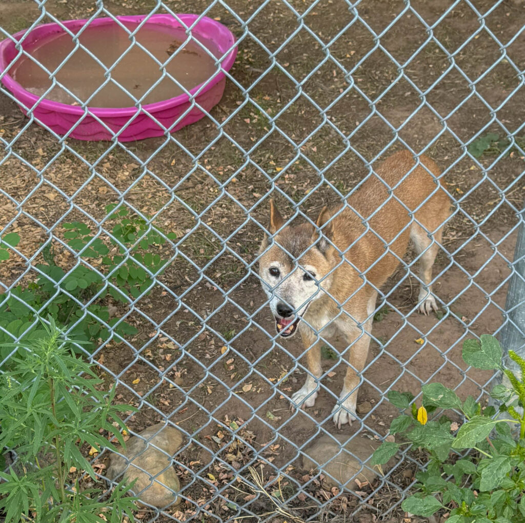 New Guinea Singing Dog at Wild Spirit Sanctuary in Candy Kitchen, New Mexico