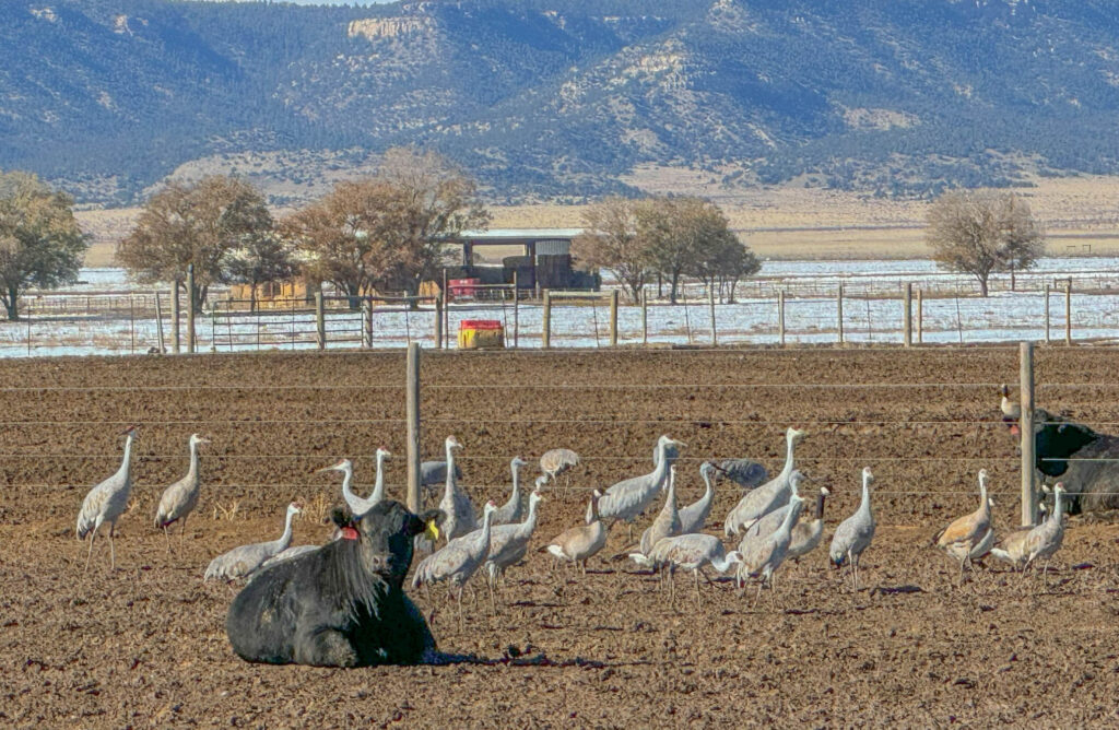 Sandhill cranes looking for food on ranchland near Maxwell National Wildlife Refuge