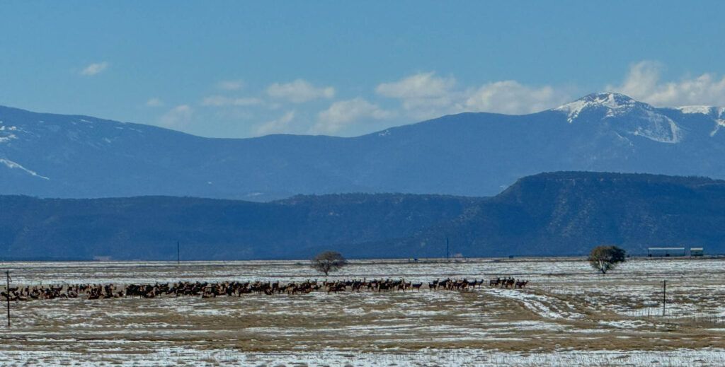 An elk herd in the distance near Maxwell National Wildlife Refuge