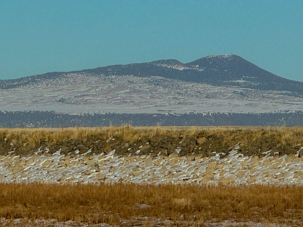 Patches of snow creating an interesting visual at Maxwell National Wildlife Refuge