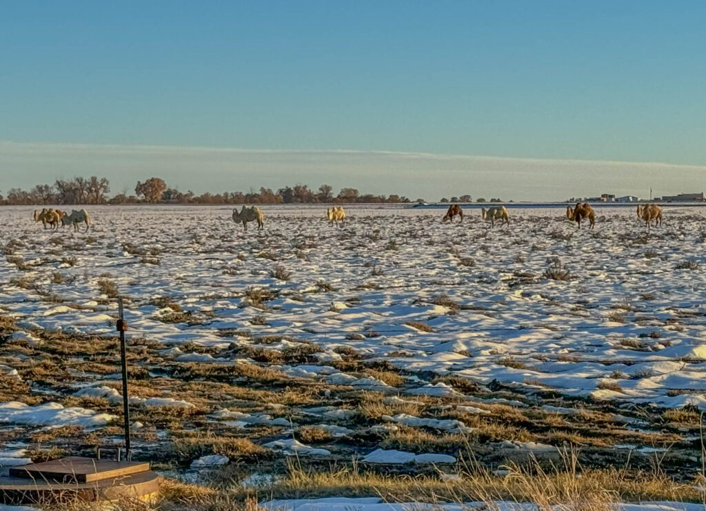 Bactrian camels on private land near Maxwell National Wildlife Refuge