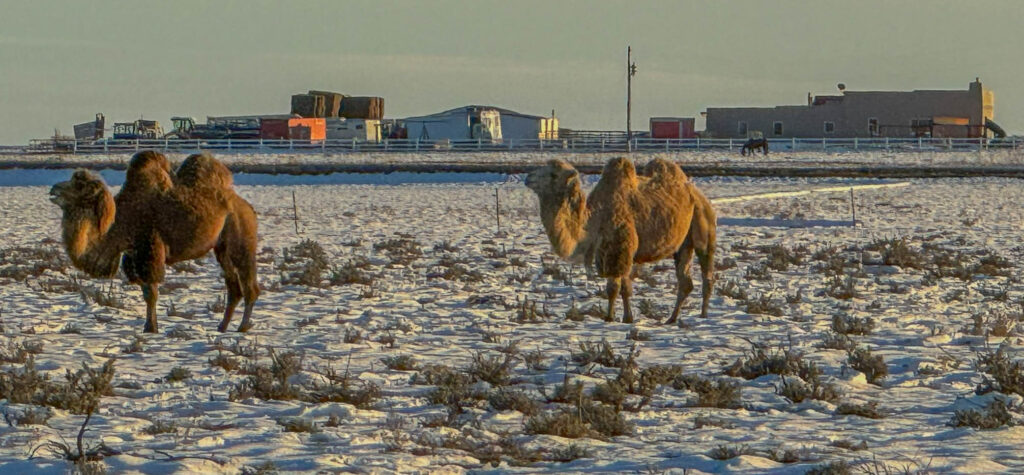 A closer look at the bactrian camels in Maxwell, New Mexico