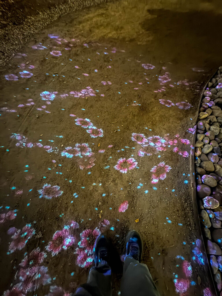 Cherry blossom lights on the ground as you walk through a portion of the Japanese Garden at the 2024 River of Lights.