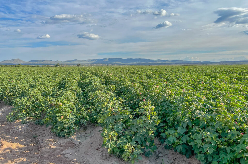 Farming near Hatch, New Mexico