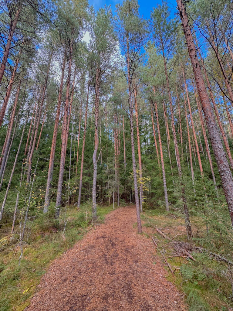 The soft trails at Soomaa felt like walking on rubber mat at times. It was very comfortable to walk on. Other times of year, it can get muddy so you may need rubber boots or a good attitude about walking in soaking wet shoes.