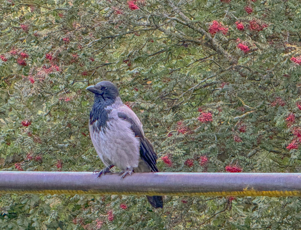 ... and a hooded crow came out to say good morning.