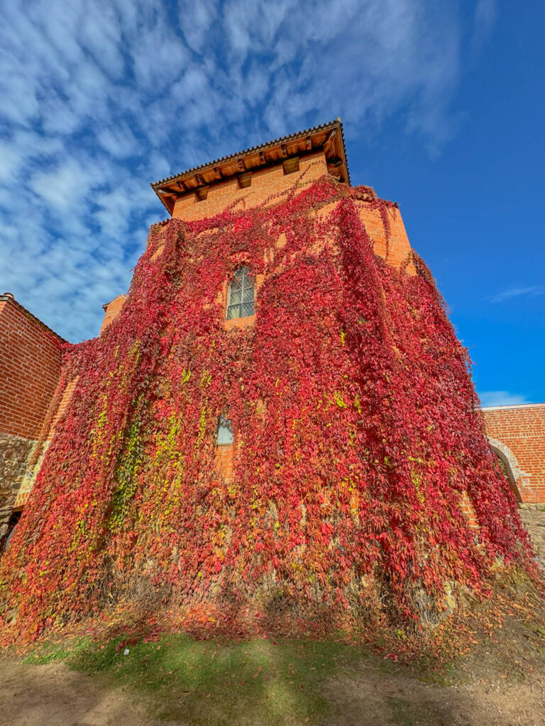 The red brick walls of Turaida Castle are draped in climbing plants such as English Ivy and Virginia Creeper.