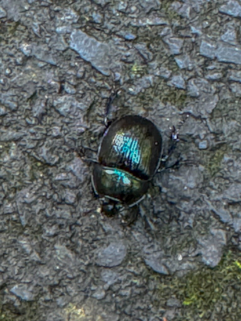 A "dor beetle" from the genus Anoplotrupes. These little guys are often found roaming European forests, where they earn their keep by breaking down animal dung and other organic stuff. Basically, they’re part of nature’s cleanup crew. The term "dor beetle" traces back to the Old English word dora, which means "borer" or "driller." This probably refers to their habit of digging into the ground to lay eggs. And if you’re curious about the whole dung situation, here’s the deal: they bury it in tunnels underground. Why? Because that’s what their babies, or larvae, munch on for dinner. Not exactly a glamorous start to life, but hey, someone’s got to do it.