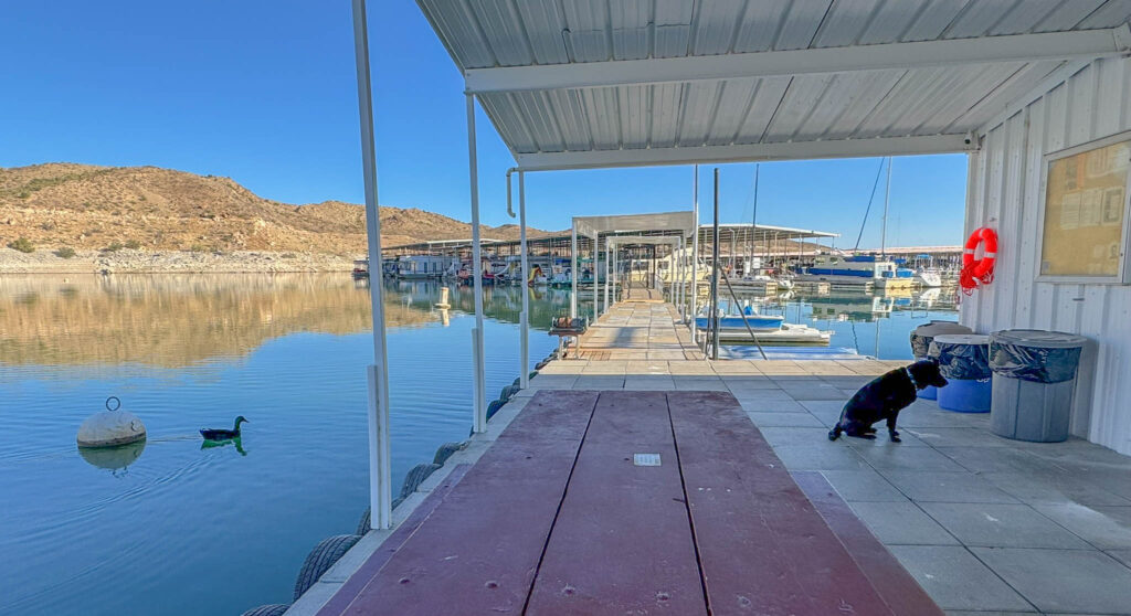 The early morning crowd at Dam Site Marina: one mallard, one dog, zero rush.