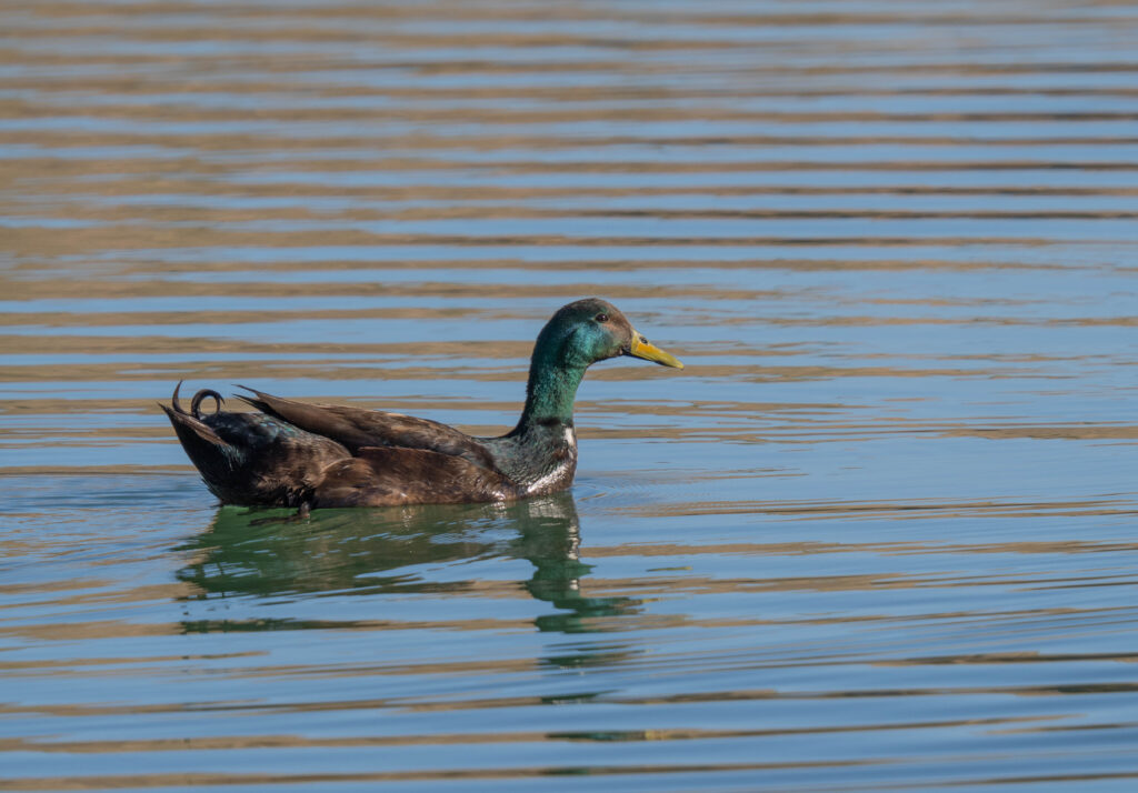 Mallard spotted near Dam Site Marinaāone of many regulars enjoying the lake life.