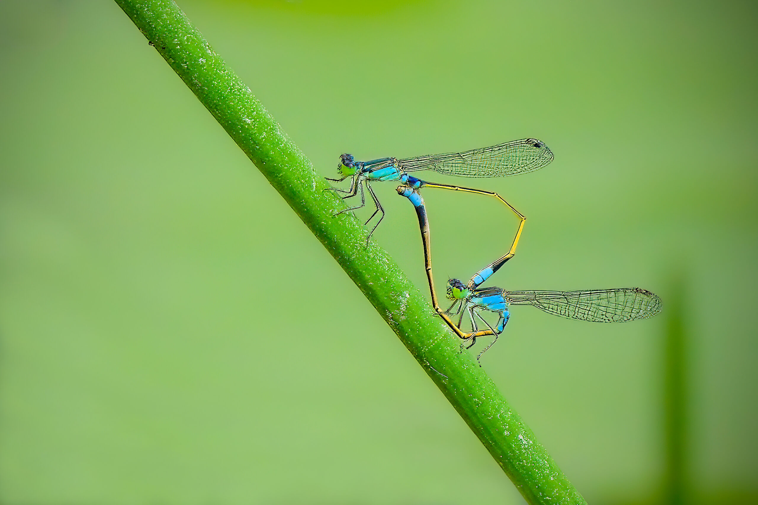 Dragons and Damsels Take Flight at Bitter Lake's Dragonfly