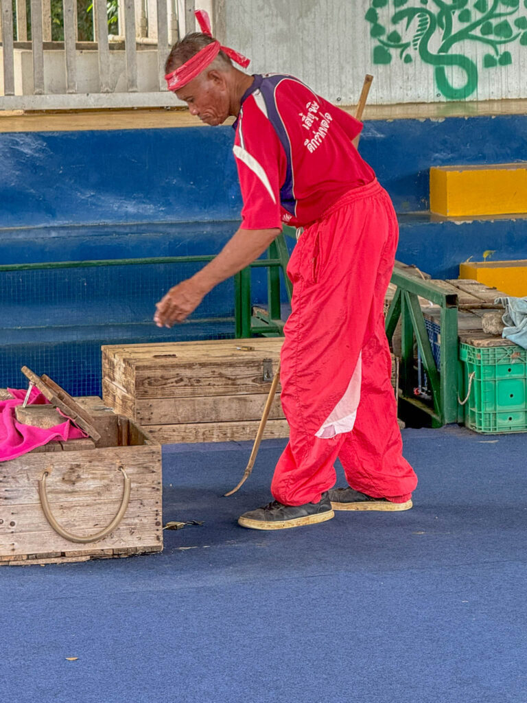 Opening the box for the king cobra.