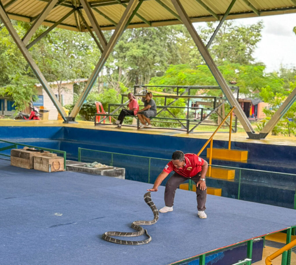 Controlling a king cobra at close range.