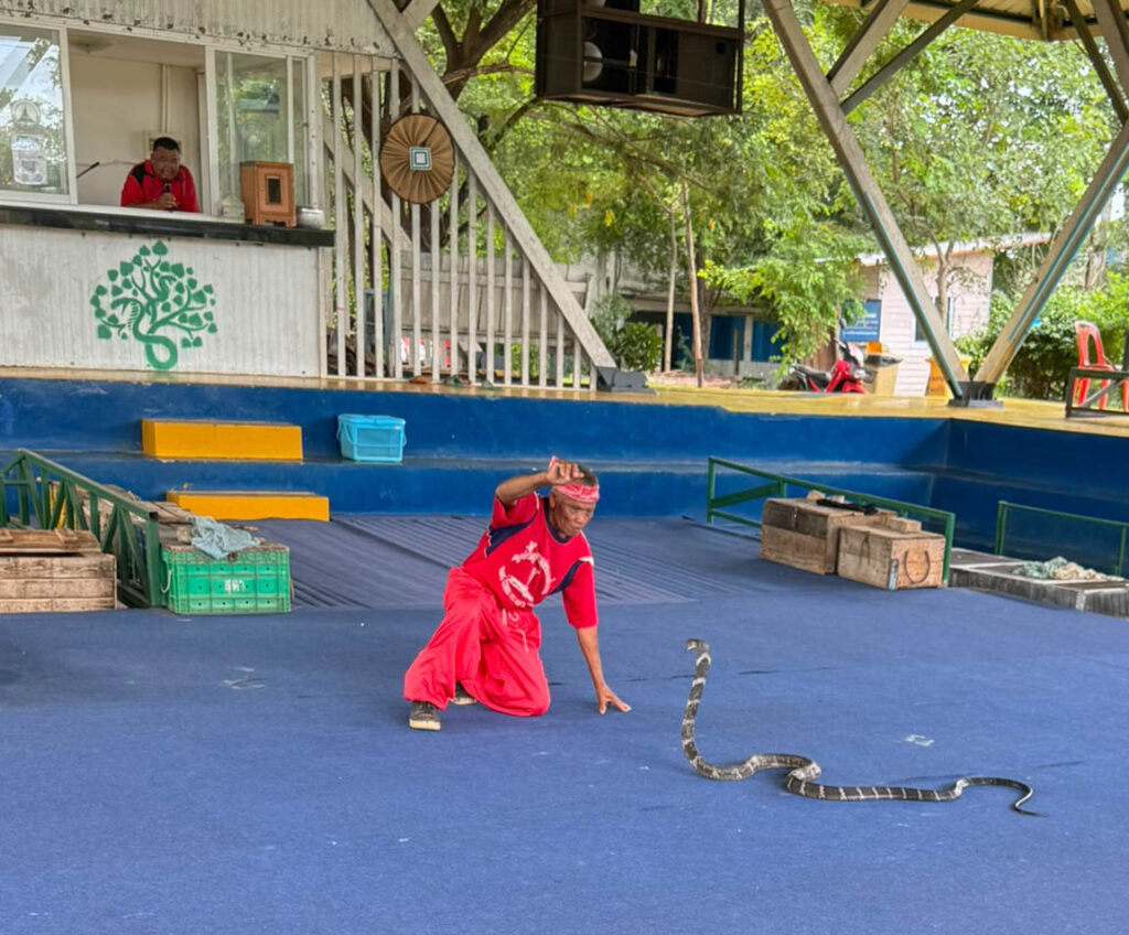 The king cobra, now fully engaged.